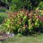 Спирея японская "Крупнолистная", Spiraea japonica "Macrophylla" - Spiraea_japonica _Macrophylla.jpg
