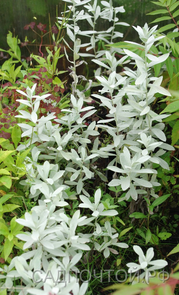 Полынь Пурша, Artemisia purshiana