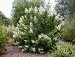 Гортензия метельчатая "Киушу", Hydrangea paniculata "Kyushu"