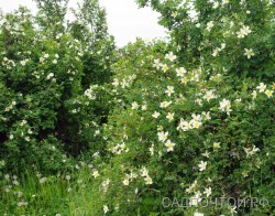 Роза (шиповник) белая, 2-3 метра