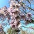 Павловния войлочная, Paulownia tomentosa - Павловния войлочная, Paulownia tomentosa