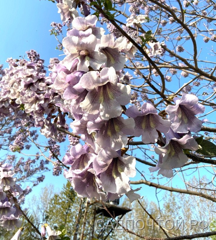 Павловния войлочная, Paulownia tomentosa Интересное, обильно цветущее дерево с огромными листьями и рекордной скоростью роста.
- Цвет весной до распускания листьев крупными, 5-6 см, сетло-фиолетовыми цветами.
- Крупные листья 20 см и более, выделяющие павловнию на фоне других деревьев. 
- Растет очень быстро, более 50 см за сезон.
- Заявленная зимостойкость до - 28 градусов.

