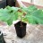 Павловния войлочная, Paulownia tomentosa - Павловния, Paulownia, маленький саженец в контейнере.