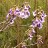 Павловния войлочная, Paulownia tomentosa - Павловния, Paulownia, цветущая ветвь.