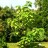 Павловния войлочная, Paulownia tomentosa - Павловния, Paulownia, молодое дерево.