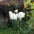 Гортензия метельчатая "Ванила Фрейз", Hydrangea paniculata "Vanille Fraise" - Гортензия метельчатая "Ванила Фрейз", Hydrangea paniculata "Vanille Fraise"