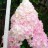 Гортензия метельчатая "Ванила Фрайз", Hydrangea paniculata "Vanille Fraise" - Гортензия метельчатая "Ванила Фрейз", Hydrangea paniculata "Vanille Fraise". Соцветие.
