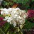 Гортензия метельчатая "Ванила Фрейз", Hydrangea paniculata "Vanille Fraise" - Гортензия метельчатая "Ванила Фрейз" ("Vanille Fraise"), изменение цвета соцветий