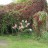 Гортензия метельчатая "Ванила Фрайз", Hydrangea paniculata "Vanille Fraise" - Гортензия метельчатая "Ванила Фрейз" ("Vanille Fraise"), общий вид осенью