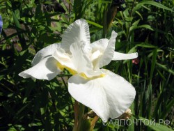 Ирис сибирский, белый, Iris sibirica