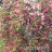 Яблоня ягодная или сибирская, Malus baccata - Malus baccata
