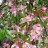 Яблоня ягодная или сибирская, Malus baccata - Яблоня ягодная или сибирская, Malus baccata