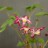 Горянка крупноцветковая, Epimedium grandiflorum - Горянка крупноцветковая, Epimedium grandiflorum, цветки.
