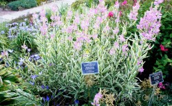 Физостегия виргинская "Вариегата", Physostegia virginiana "Variegata"