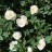 Роза (шиповник) махровая, белая - Роза (шиповник) махровая, белая, цветы