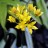 Лук Моля, или золотой, Allium moly (aureum, luteum) - Лук Моля, или золотой, Allium moly (aureum, luteum),соцветие