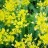 Лук Моля, или золотой, Allium moly (aureum, luteum) - Лук Моля, или золотой, Allium moly (aureum, luteum), цветение.