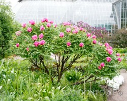 Пион древовидный Рока, ярко-розовый, Paeonia rockii (№139)