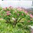Пион древовидный Рока, ярко-розовый, Paeonia rockii (№139) - Пион древовидный Рока, ярко-розовый, Paeonia rockii, куст