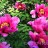 Пион древовидный Рока, ярко-розовый, Paeonia rockii (№139) - Пион древовидный Рока, ярко-розовый, Paeonia rockii, цветение.