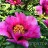 Пион древовидный Рока, ярко-розовый, Paeonia rockii (№139) - Пион древовидный Рока, ярко-розовый, Paeonia rockii (№139)