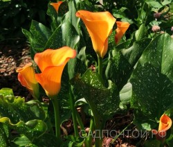 Зантедеския или калла, гибриды с  летним цветением для  грунта, Zantedeschia