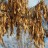 Ясень обыкновенный, Faxinus excelsior  - Ясень обыкновенный, Faxinus excelsior семена на ветке