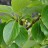 Тополь душистый, Populus suaveolens - Тополь душистый, Populus suaveolens, листья и завязавшиеся плодики