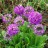 Примула или первоцвет мелкозубчатая, сиреневая, Primula denticulata - Примула или первоцвет мелкозубчатая, сиреневая, Primula denticulata