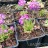 Примула или первоцвет мелкозубчатая, сиреневая, Primula denticulata - Примула мелкозубчатая, Primula denticulata, саженцы