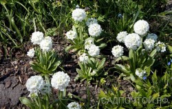Примула или первоцвет мелкозубчатая, фиолетовая или белая,   Primula denticulata