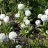 Примула или первоцвет мелкозубчатая, фиолетовая или белая,   Primula denticulata - Примула или первоцвет мелкозубчатая, белая,   Primula denticulata