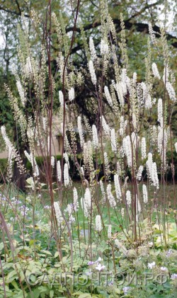 Цимицифуга кистевидная, Cimicifuga racemosa, цветоносы более 2 м