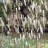 Цимицифуга кистевидная, Cimicifuga racemosa, цветоносы более 2 м - Цимицифуга кистевидная, Cimicifuga racemosa, цветоносы более 2 м