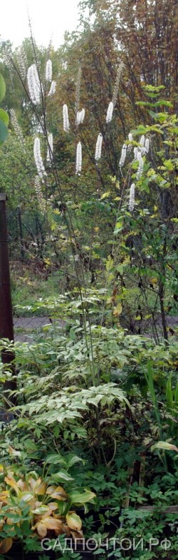 Цимицифуга кистевидная, Cimicifuga racemosa, цветоносы более 2 м