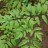 Цимицифуга кистевидная, Cimicifuga racemosa, цветоносы более 2 м - Цимицифуга кистевидная, Cimicifuga racemosa, листья.
