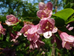 Вейгела Максимовича, Weigela maximowiczii, форма с розовыми цветками