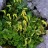 Хиастофиллум или крестолистник супротивнолистный, Chiastophyllum oppositifolium - Хиастофиллум, фото Марины Скотниковой