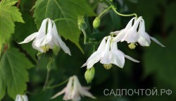 Аквилегия или водосбор, белая, Aqulegia 