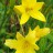 Лилейник Миддендорфа, очень ранний, Нemerocallis middendorfii - Лилейник Миддендорфа, очень ранний, Нemerocallis middendorfii цветы