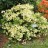 Рододендрон японский, форма с белыми цветами,  Rhododendron japonicum - Рододендрон японский, форма с белыми цветами, Rhododendron japonicum