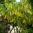 Золотой дождь или бобовник анагиролистный, Laburnum аnаgyroides - Золотой дождь или бобовник анагиролистный, Laburnum аnаgyroides