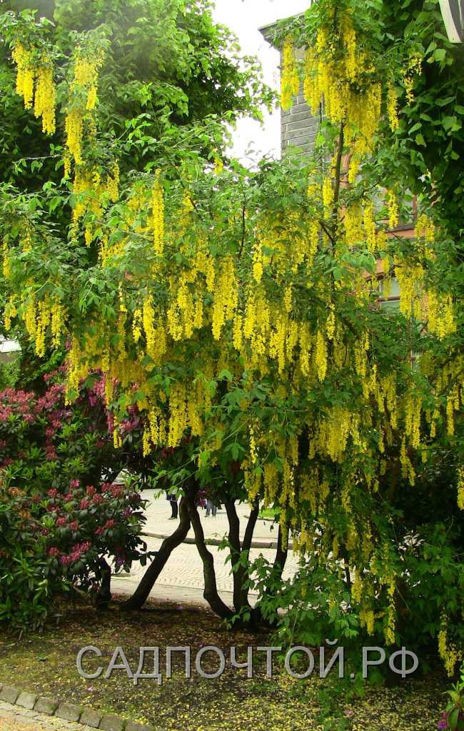 Золотой дождь или бобовник анагиролистный, Laburnum аnаgyroides Декоративное  растение, особенно красивое во время цветения, когда гирлянды желтых цветов как бы струятся между листвой, создавая иллюзию "золотого"дождя.
- Цветет одновременно с распусканием листьев.
- Обычная форма - невысокое дерево или куст.
- "Золотой дождь" зимостоек и неприхотлив.