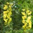 Золотой дождь или бобовник анагиролистный, Laburnum аnаgyroides - Золотой дождь или бобовник анагиролистный, Laburnum аnаgyroides, соцветия