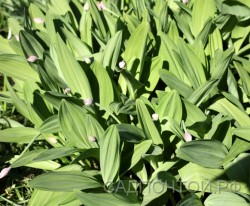 Лук победный или черемша, Allium victoriаlis