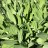 Лук победный или черемша, Allium victoriаlis - Лук победный или черемша, Allium victoriаlis