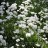 Лук победный или черемша, Allium victoriаlis - Лук победный или черемша, Allium victoriаlis, цветение