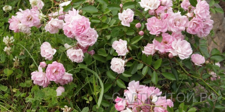 Роза почвопокровная, розовая  Стелющаяся, почвопокровная роза с розовыми цветами.
- Образует длинные, 1,5-2 м, ветвящиеся плети, стелющиеся по земле.
- Обильно цветет розовыми цветами.
- Цветы махровые, 4 см
