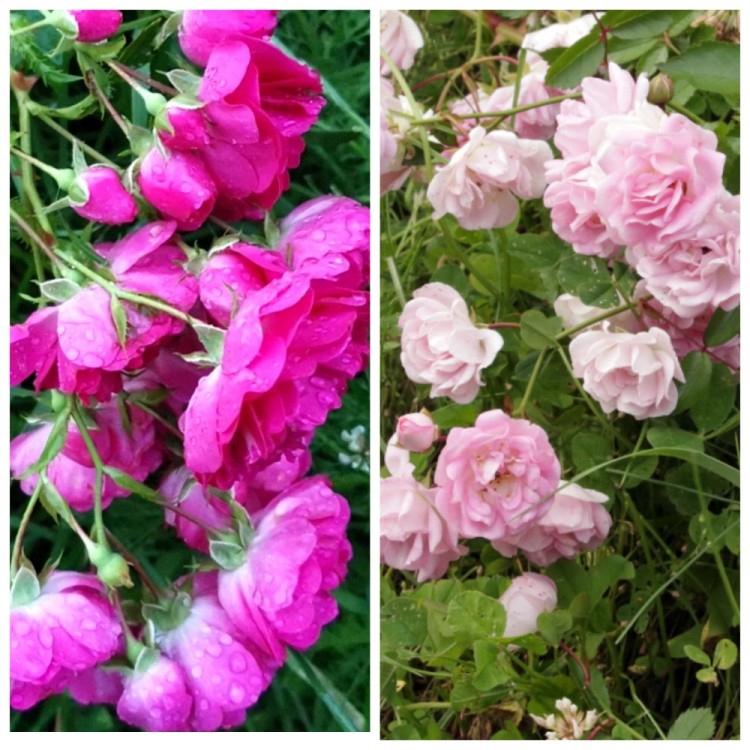 Роза махровая, почвопокровная, красная или розовая по выбору Стелющиеся, почвопокровные розы двух цветов - красная и розовая. Цвет выбирается в процессе заказа. Можно заказать и обе розы сразу.
- Образуют длинные, 1,5-2 м, ветвящиеся плети, стелющиеся по земле.
- Длительно и обильно цветут.
- Цветы махровые, 4 см.
- Хорошо зимуют.

