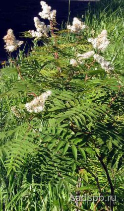Рябинник рябинолистный, Sorbaria sorbifolia